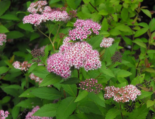 pink-flower-988131_1920